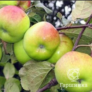 

Яблоня Ладога, Питомник Школьный сад