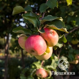 Яблоня Желанное, Питомник Школьный сад