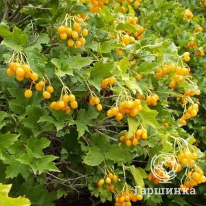 

Калина желтая Ксантокарпум, Питомник Школьный сад