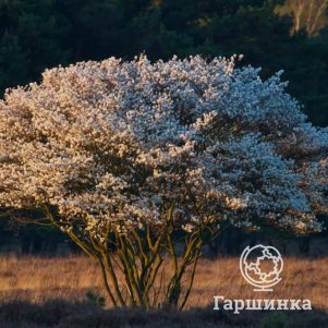 

Ирга канадская