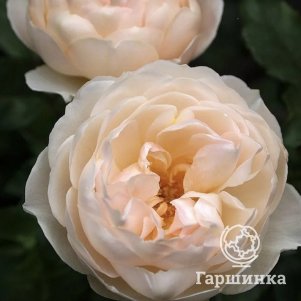 

Роза Зе Шефердесс, Д.Остин кустарниковая
