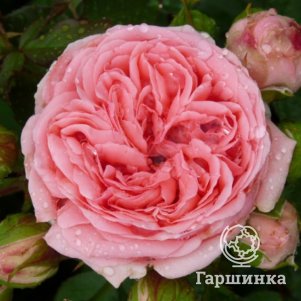 

Роза Кимоно на штамбе 90 см