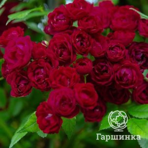 

Роза Перенниал Ред Домино плетистая, Тантау (лиц)