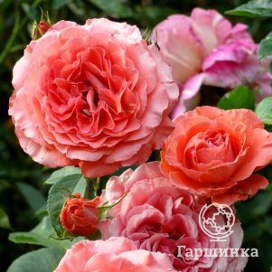 

Роза Спешиал Мемориз