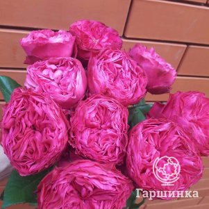 

Роза Фрозен Саммерхаус