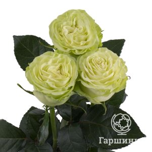 

Роза Васаби