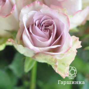 

Роза Саманта Бридал