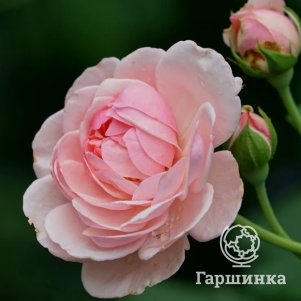 

Роза Блумсбери