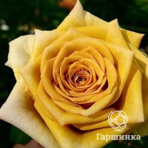 

Роза Спойлер