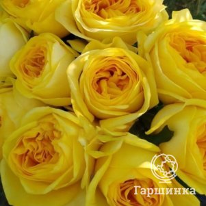 

Роза Вип Нью Ил