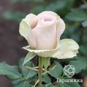

Роза Нотер Дам