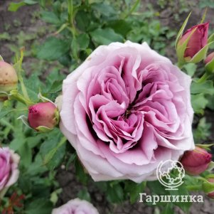 

Роза Монмарт