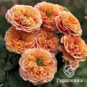 

Роза Соут Парк