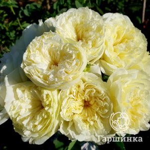 

Роза Аннис