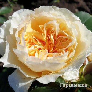 

Роза Ликухоталу