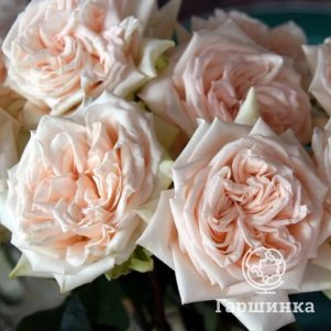 

Роза Принцесса Майя