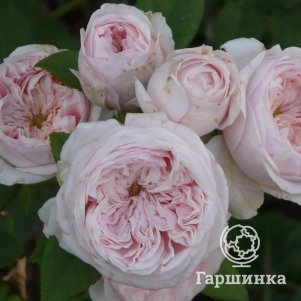 

Роза Клер Роуз