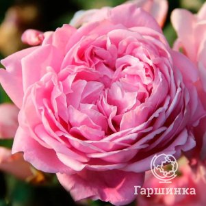 

Роза Спирит оф Фридом