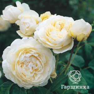 

Роза Патиенс