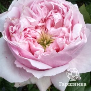 

Роза Остин Росалинд