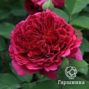 

Роза Тесс