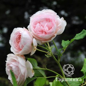 

Роза Херитидж