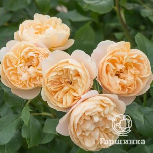

Роза Роальд Даль