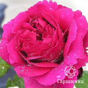 

Роза Венлок