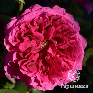 

Роза Фишермен Френд