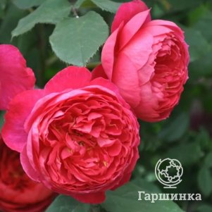 

Роза Бенджамин Бриттен