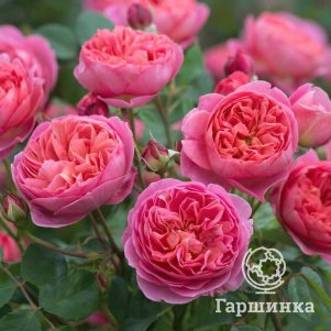 

Роза Кэри