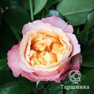 

Роза Эдит