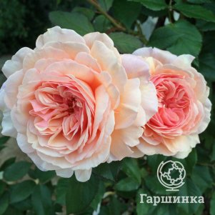

Роза Э Шропшир Лэд