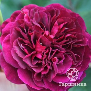 

Роза Традескант