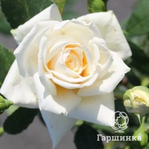 

Роза Ильзе Крон Суперриор