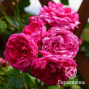 

Роза Лагуна