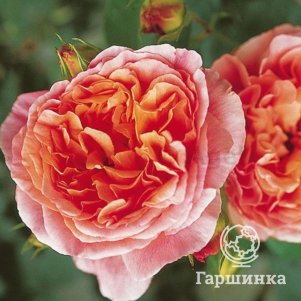 

Роза Папи Дельбар