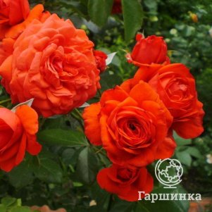

Роза Салита