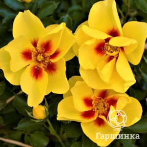 

Роза Айконик