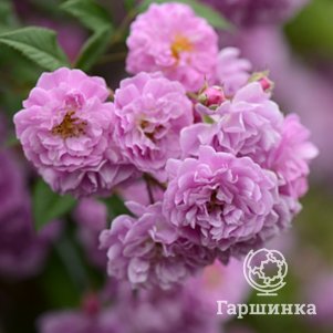 

Роза Манниктон Мов Рамблер