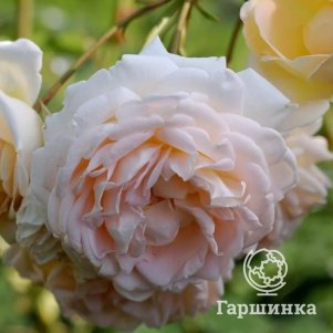 

Роза Олд Голд