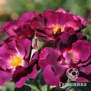 

Роза Принцесс Сибилла Де Люксембург