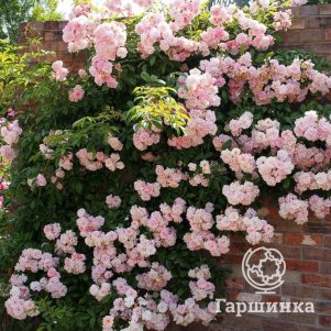 

Роза Таузендшен