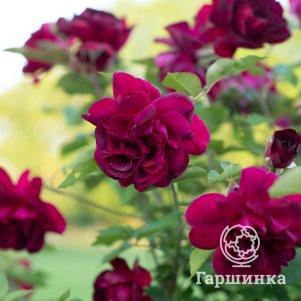 

Роза Сенегал