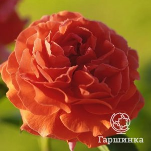 

Роза Наранга