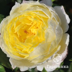 

Роза Амнести Интернешнл