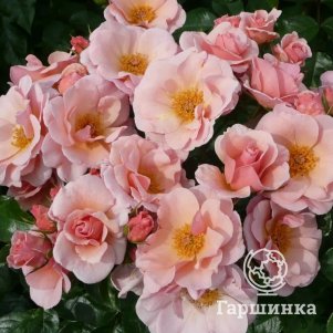 

Роза Чекмэйт