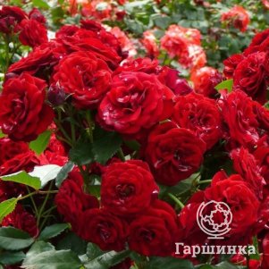 

Роза Байкал