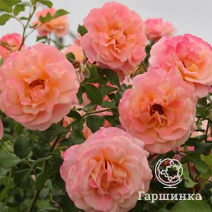 

Роза Пич Мельба