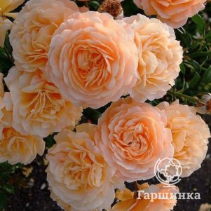 

Роза Априкот Скай